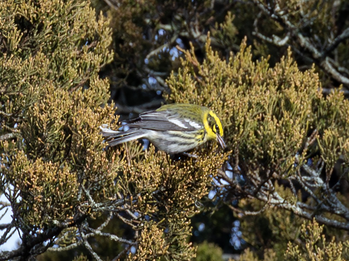 Townsend's Warbler - ML646941057