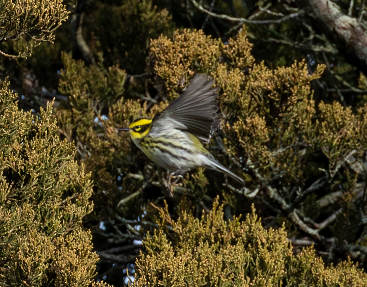 Townsend's Warbler - ML646941058