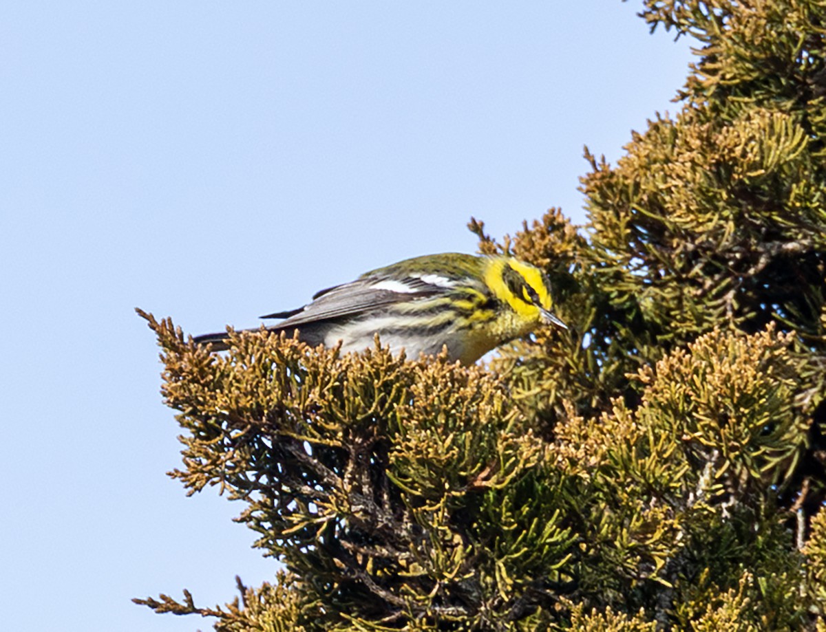 Townsend's Warbler - ML646941059