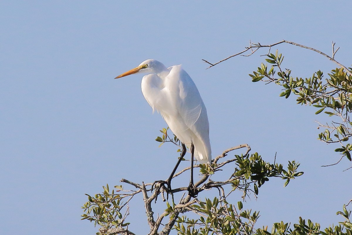 Great Egret - ML646941062
