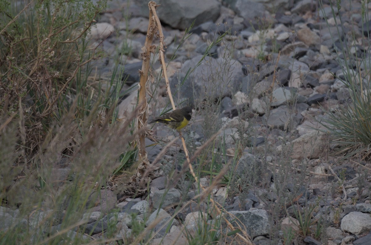 Yellow-rumped Siskin - ML646941063