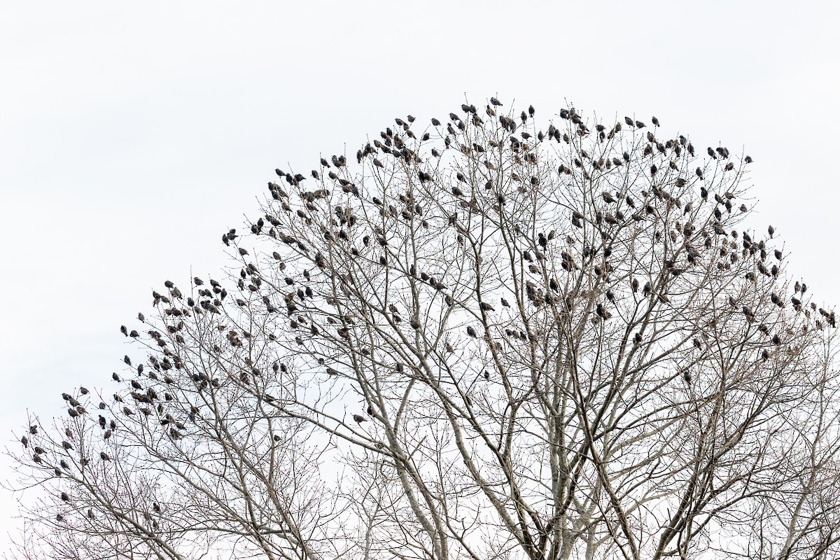 European Starling - ML646941072