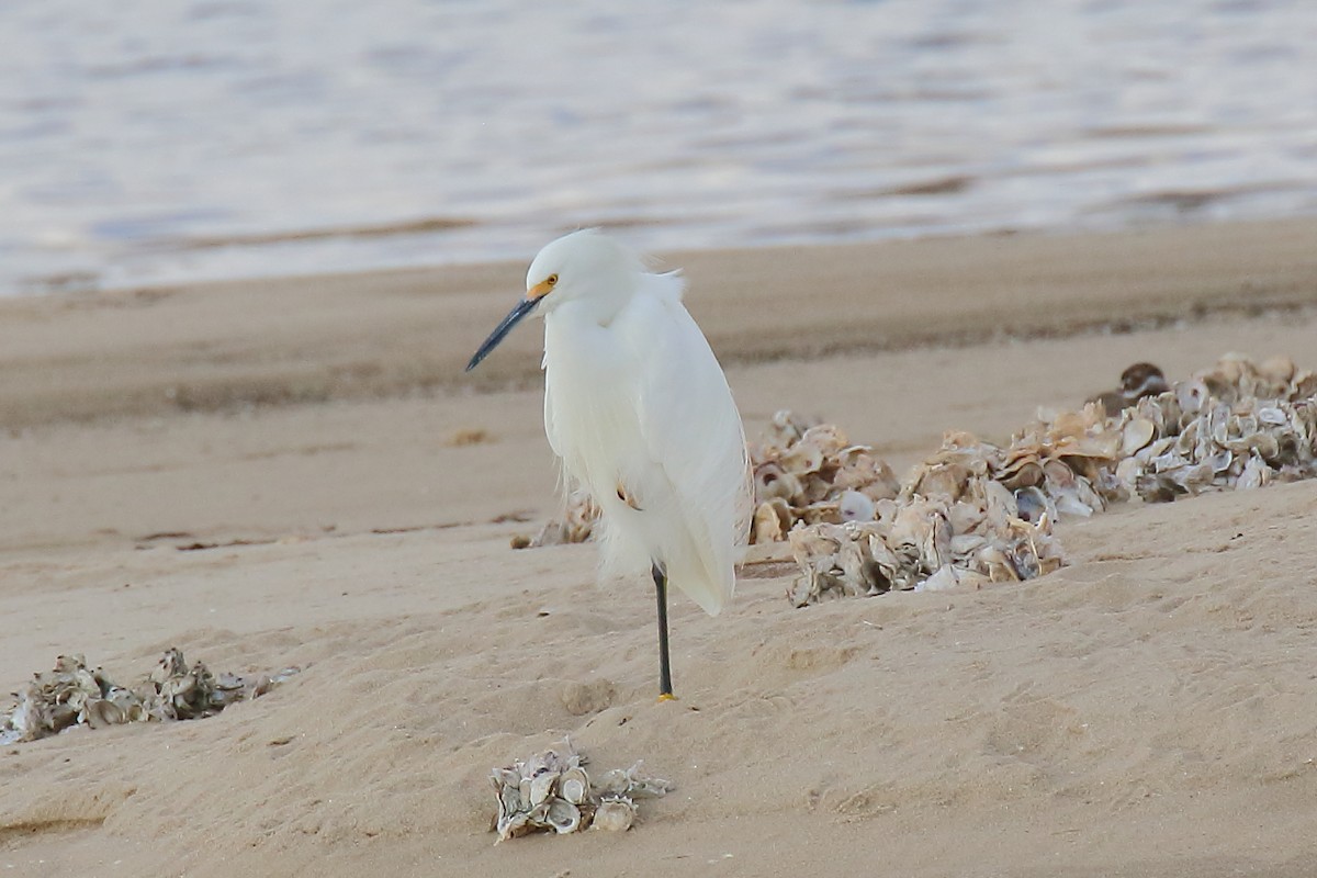Snowy Egret - ML646941085