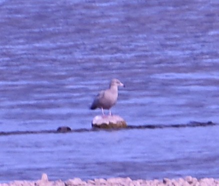 שחף לבן-כנף - ML646941086