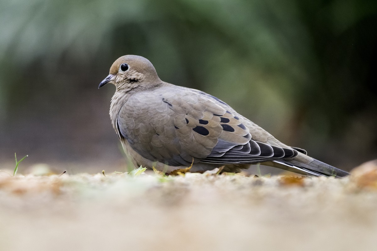 Mourning Dove - ML646941089