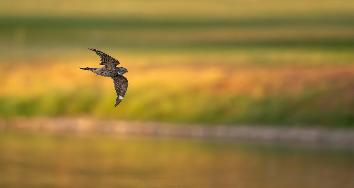 Lesser Nighthawk - ML646941090