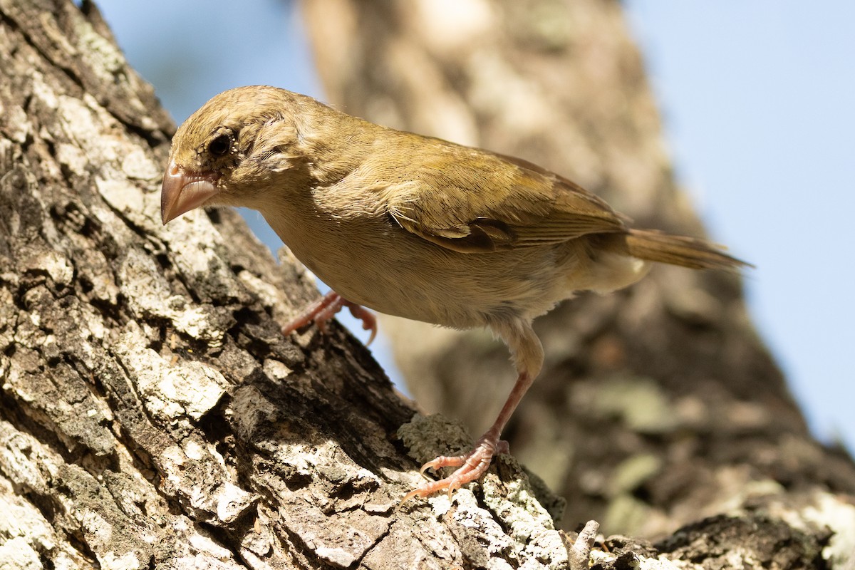 Yellow-bellied Seedeater - ML646941091