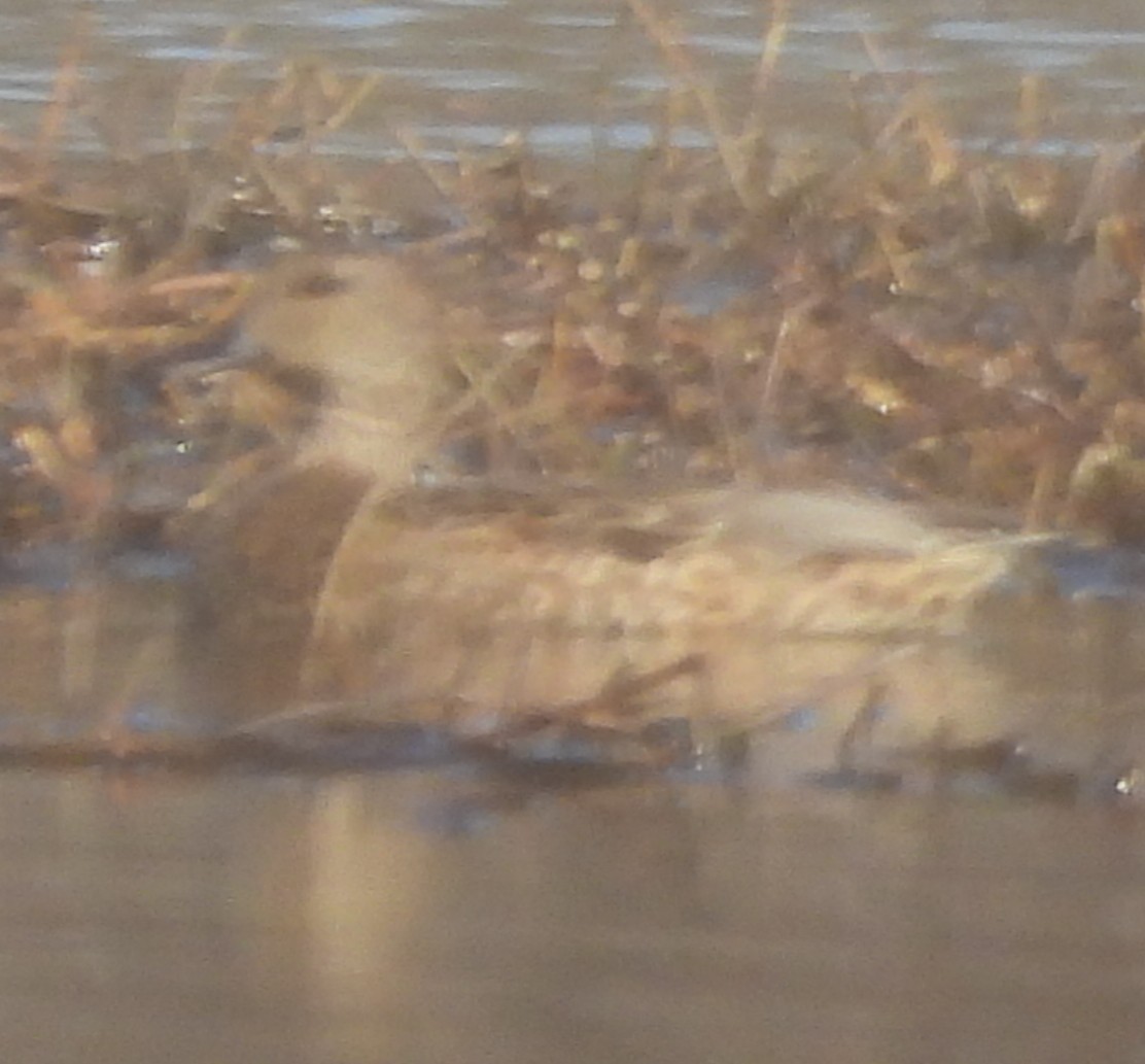 Northern Pintail - ML646941092