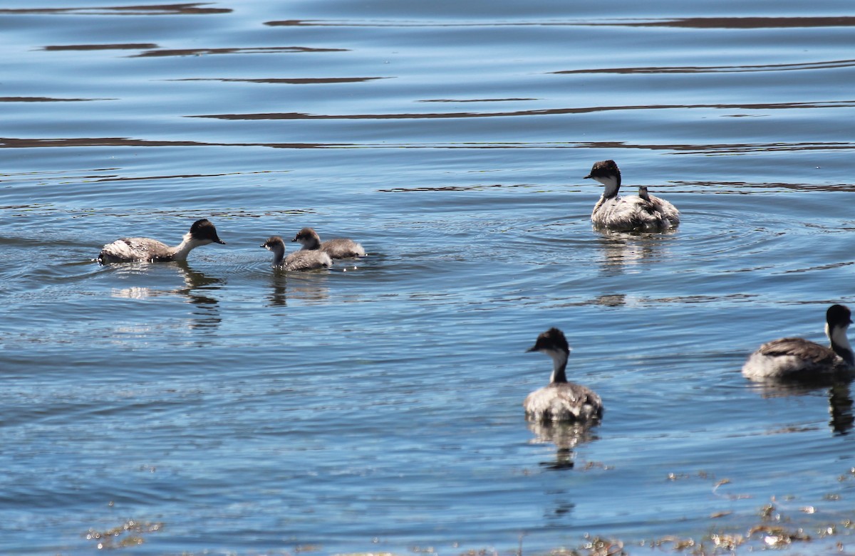 Silvery Grebe - ML646941093