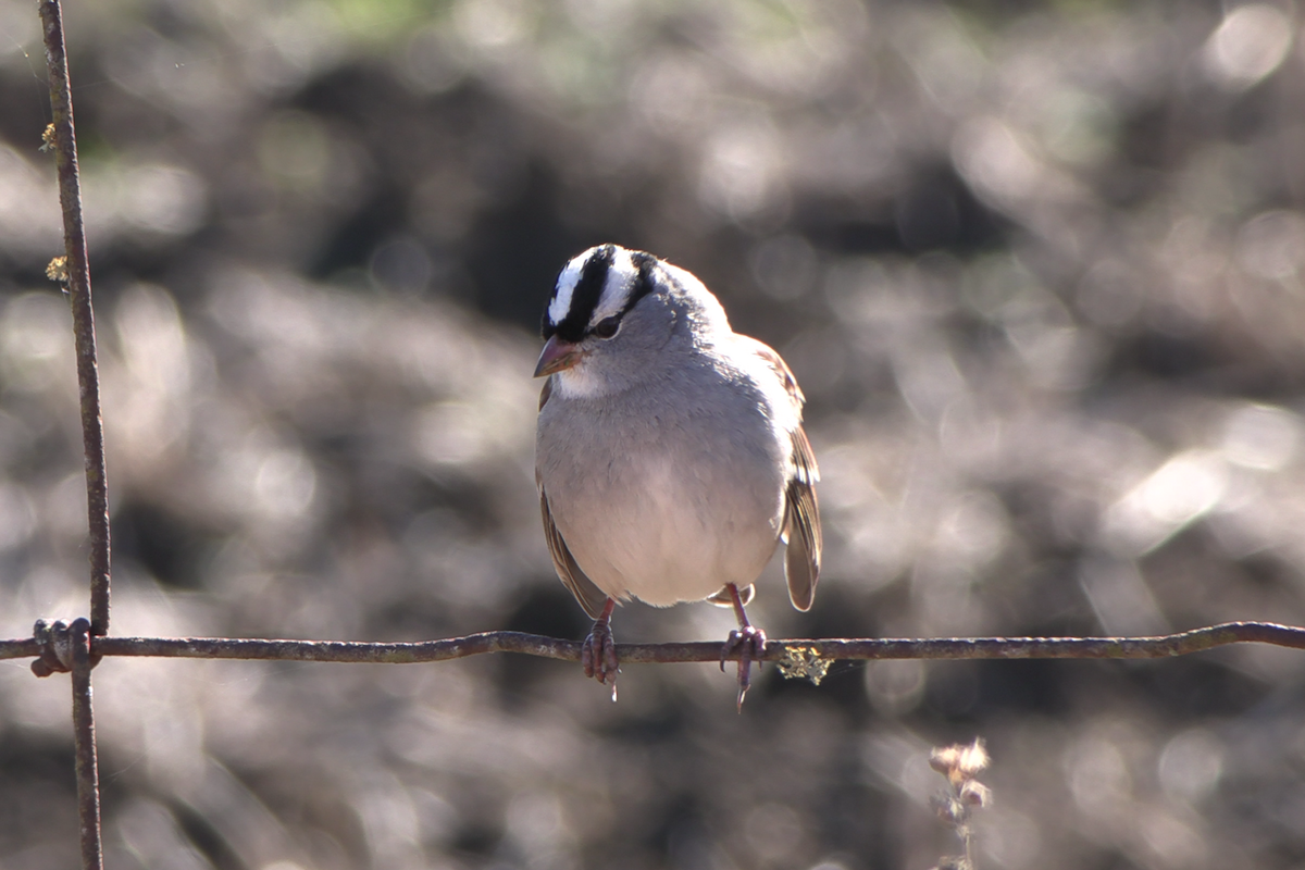White-crowned Sparrow - ML646941097