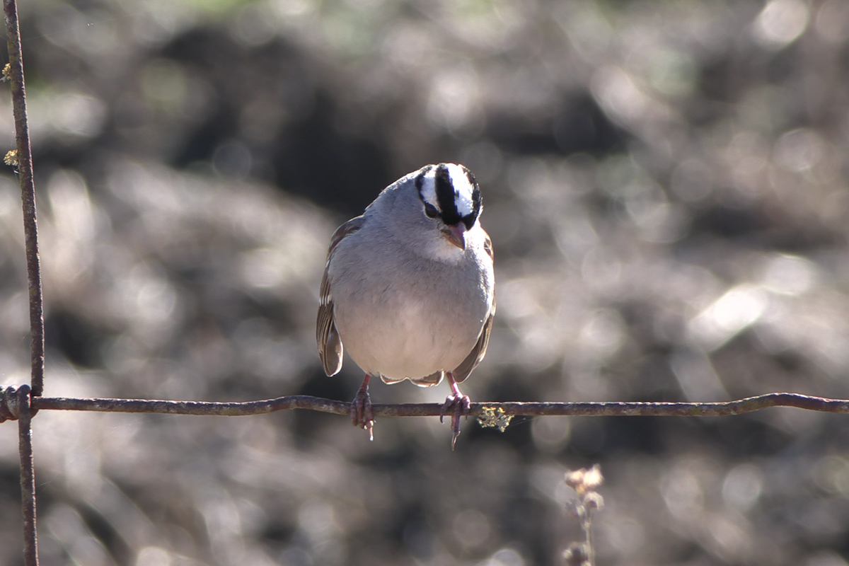 White-crowned Sparrow - ML646941098