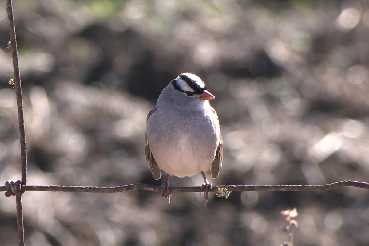 White-crowned Sparrow - ML646941099