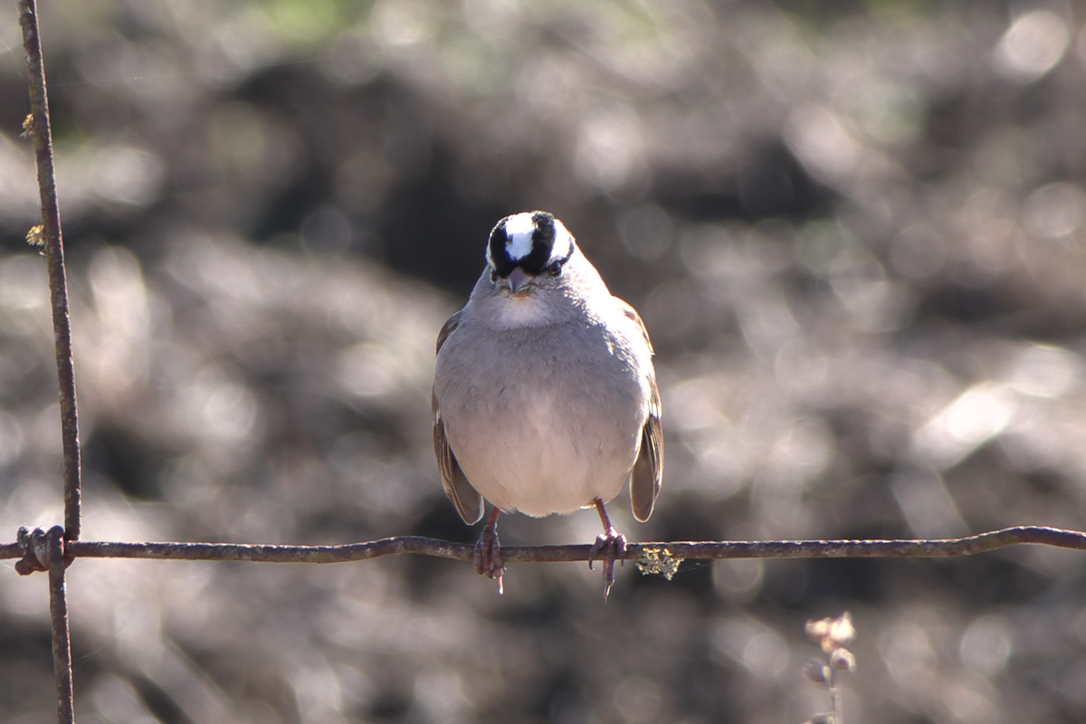 White-crowned Sparrow - ML646941100