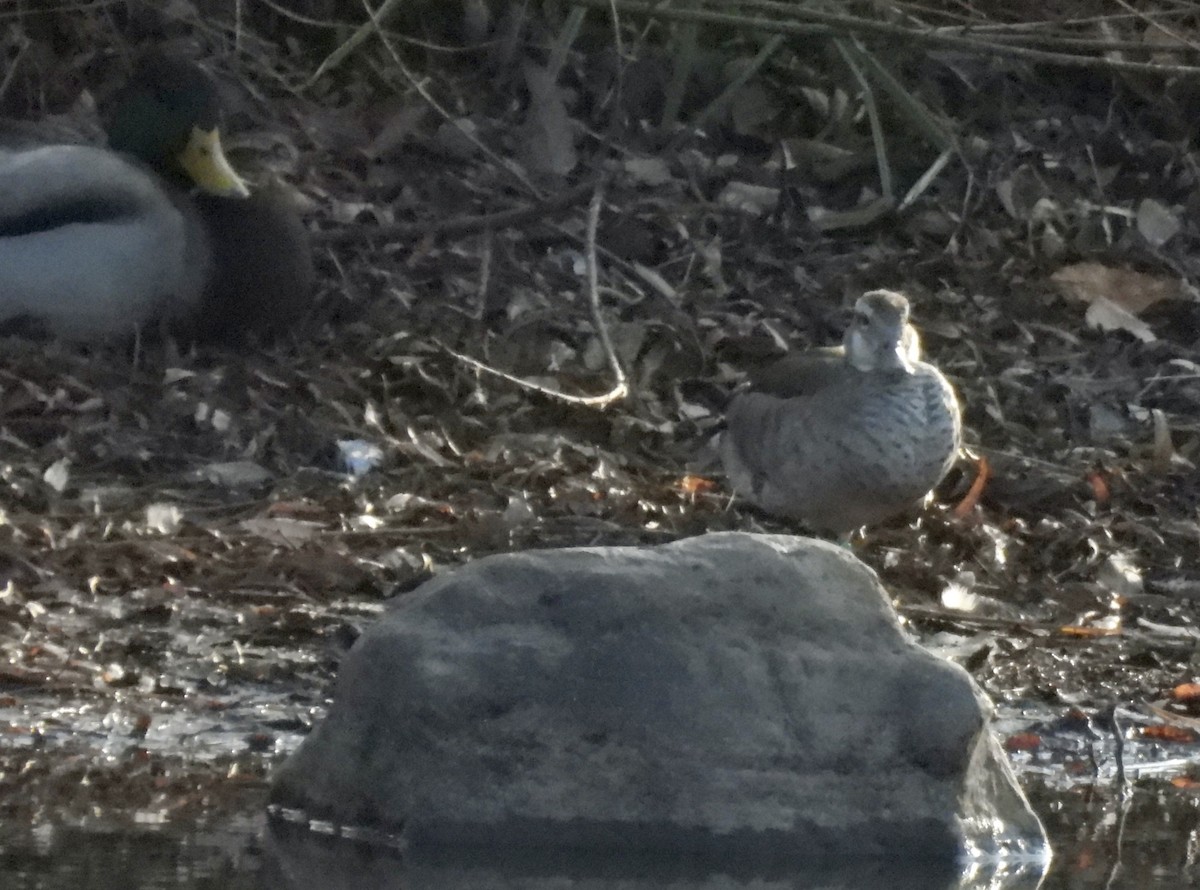 Ringed Teal - ML646941103