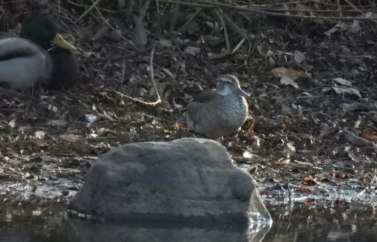 Ringed Teal - ML646941104