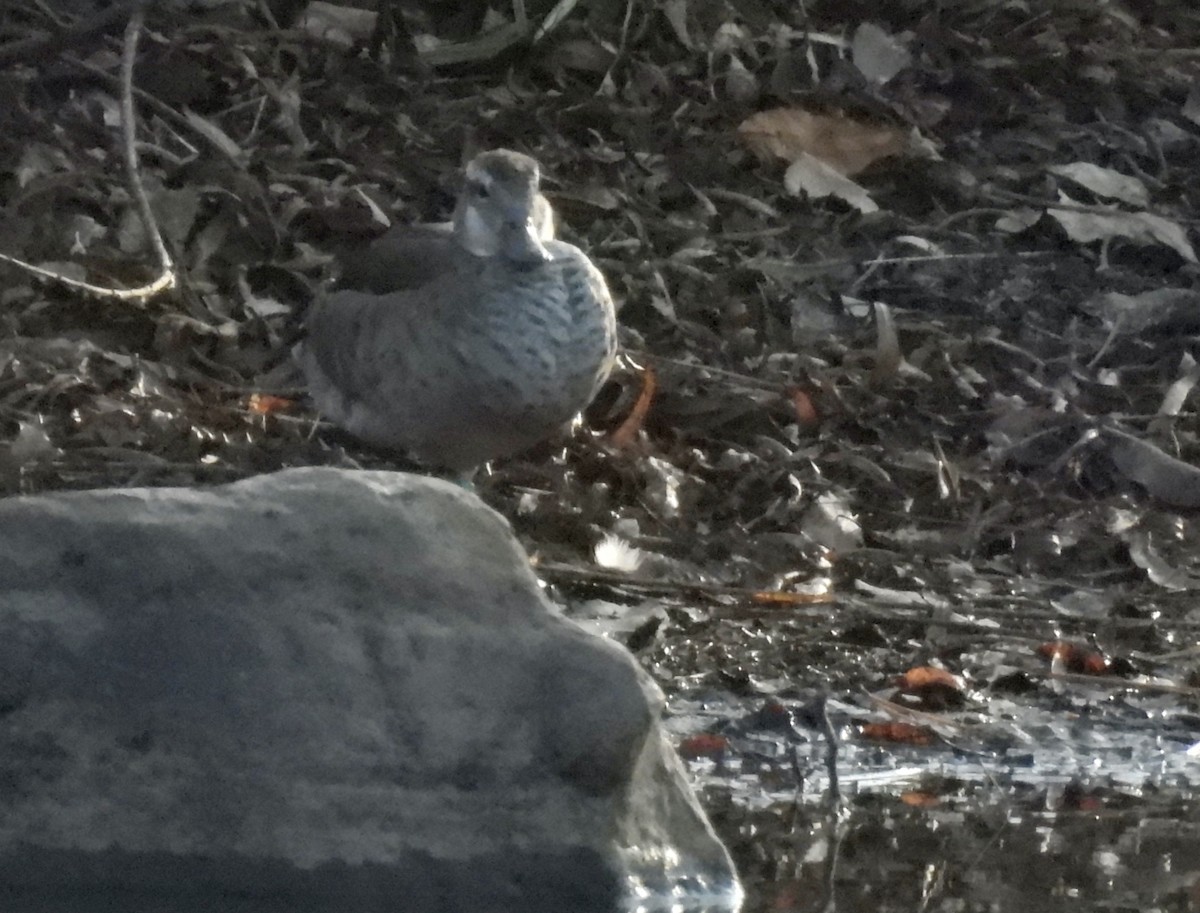 Ringed Teal - ML646941105