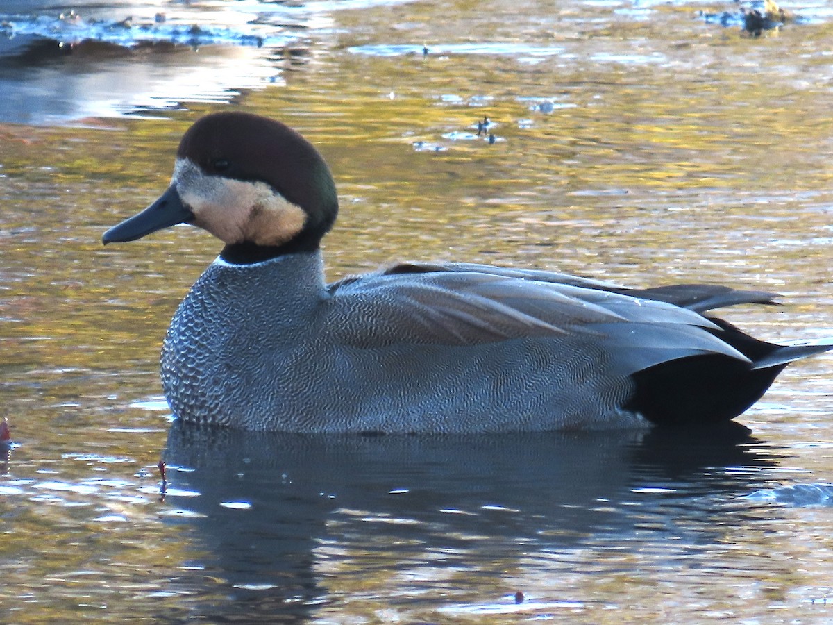 Gadwall - ML646941116