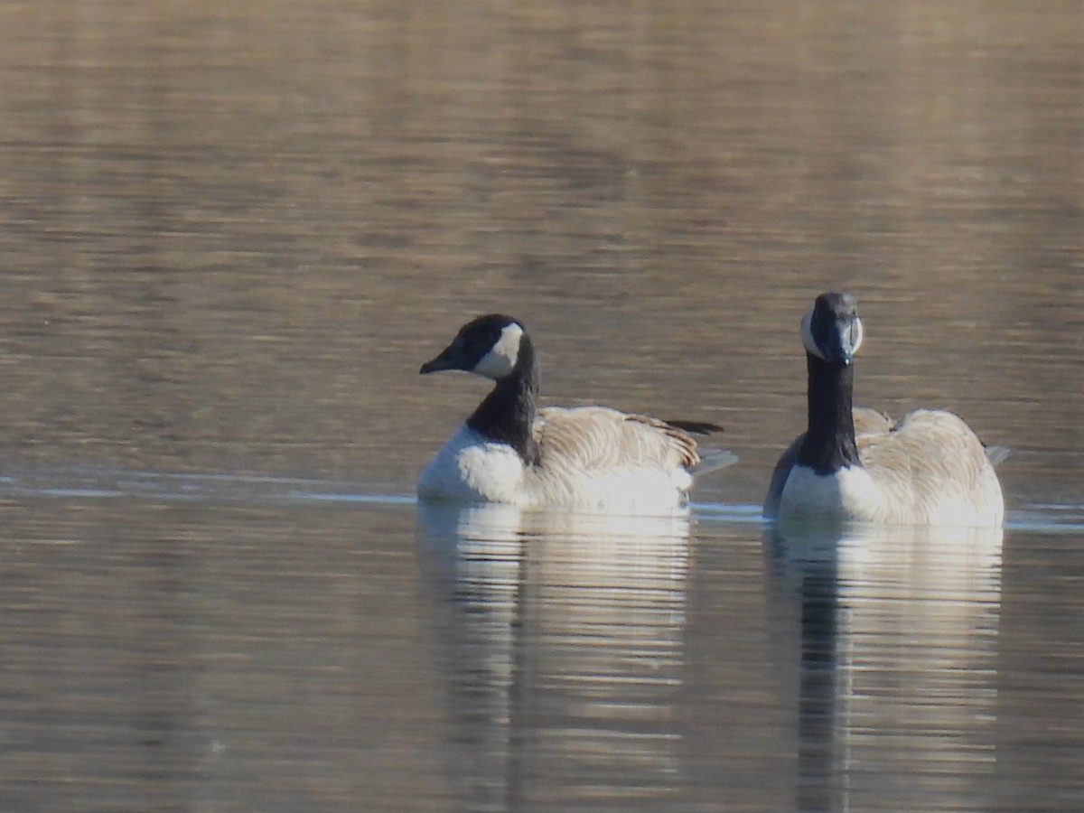 カナダガン - ML646941117