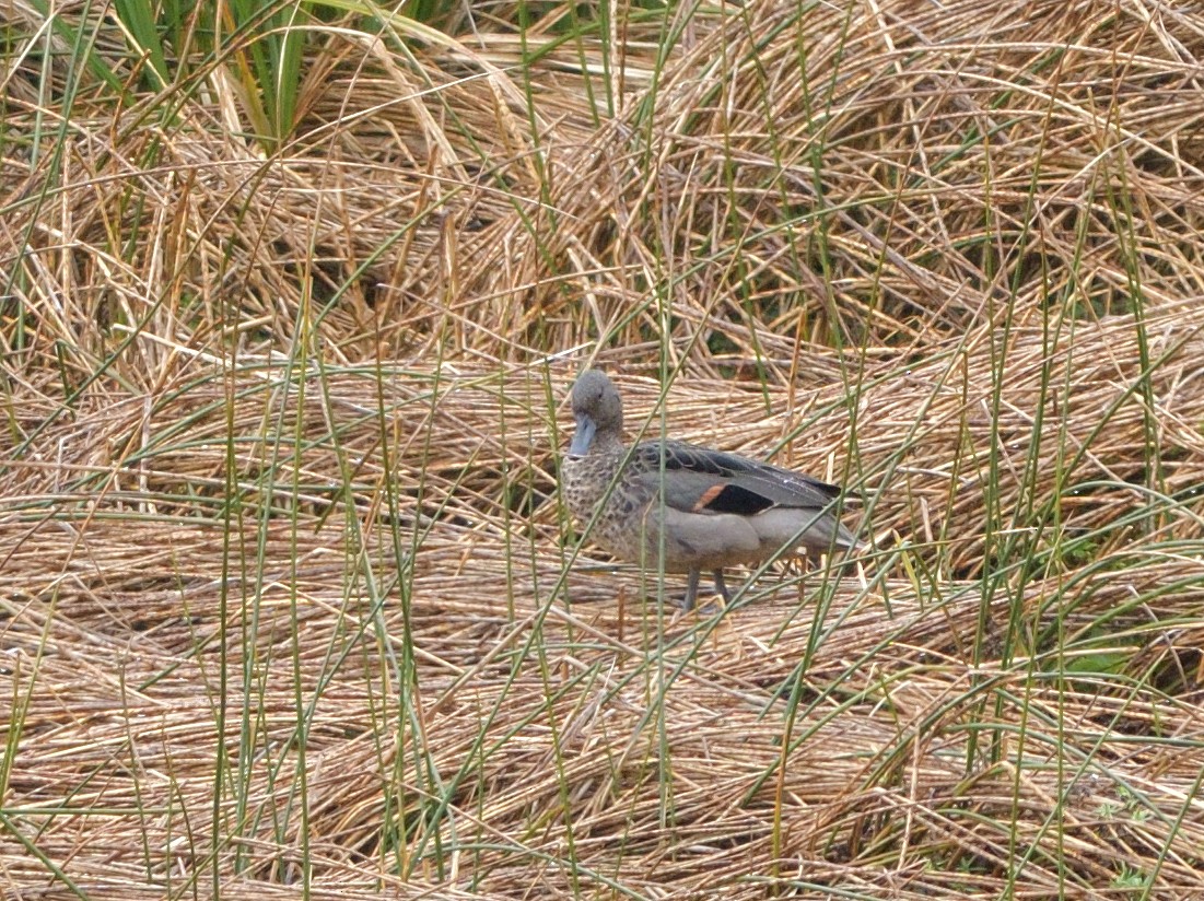 Andean Teal - ML646941118