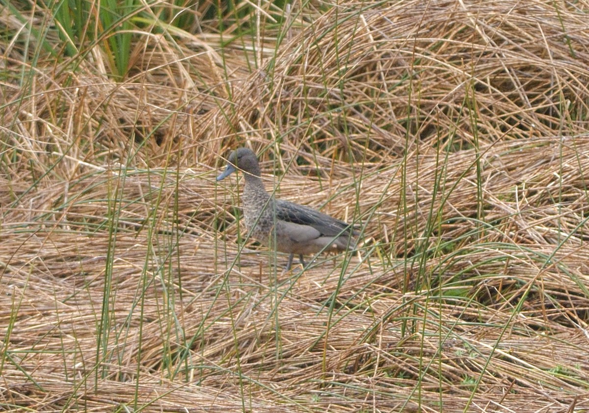 Andean Teal - ML646941119