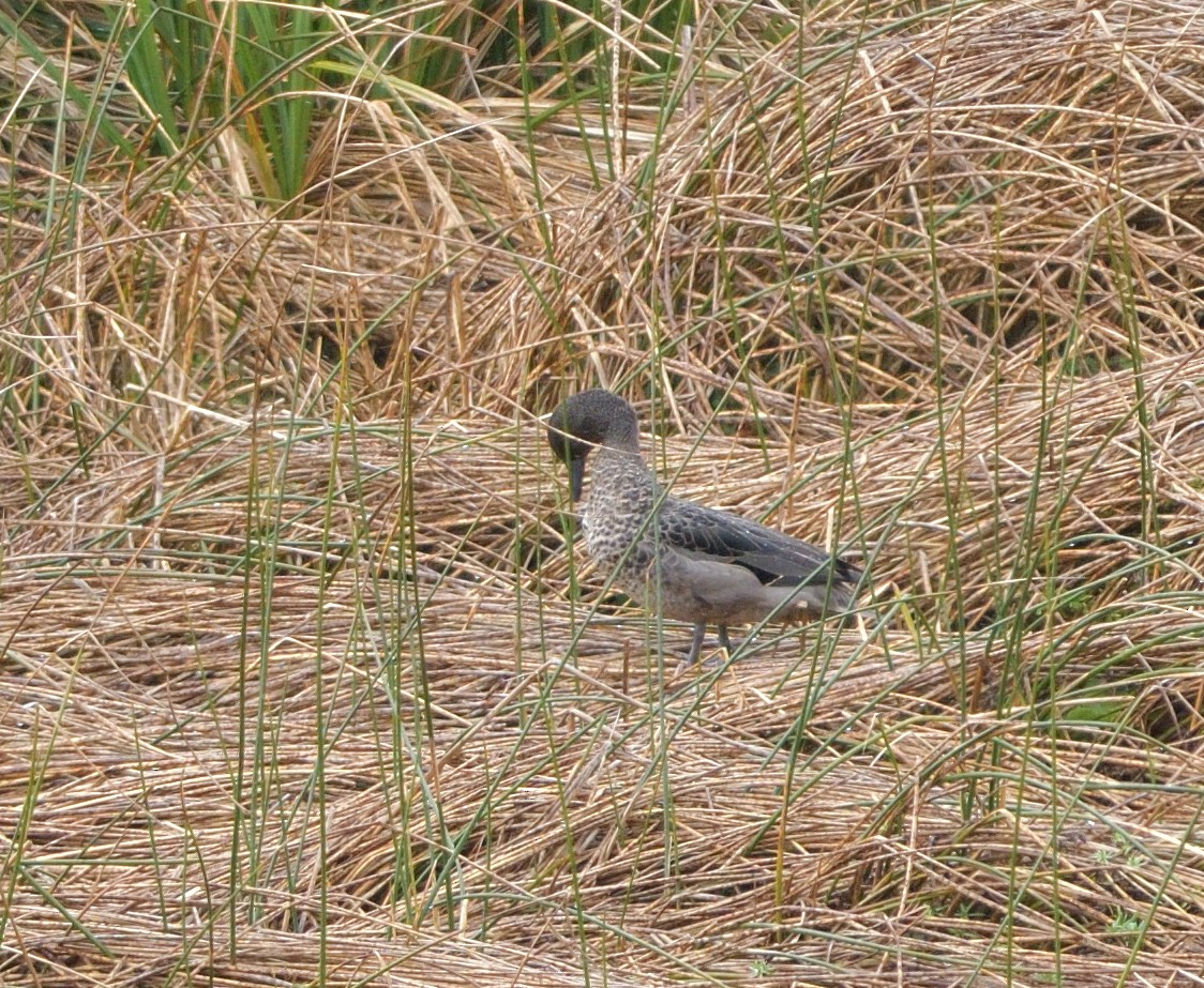 Andean Teal - ML646941120