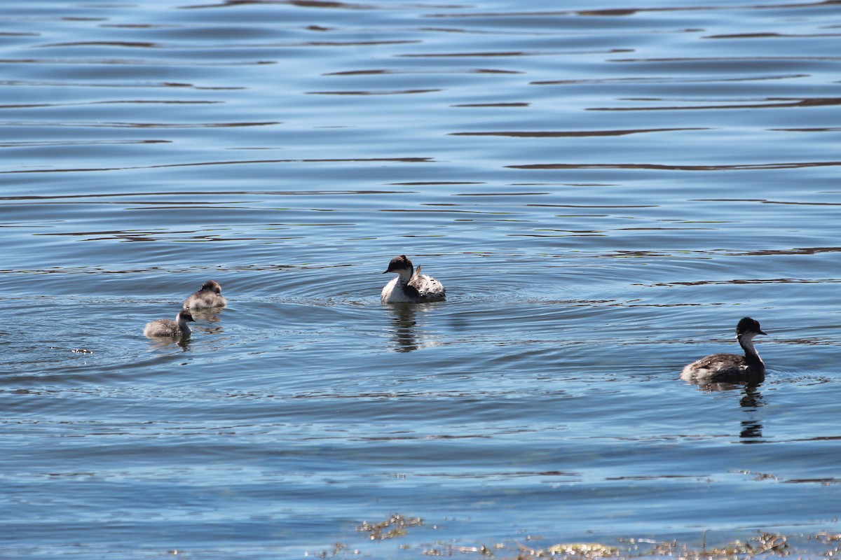 Silvery Grebe - ML646941121