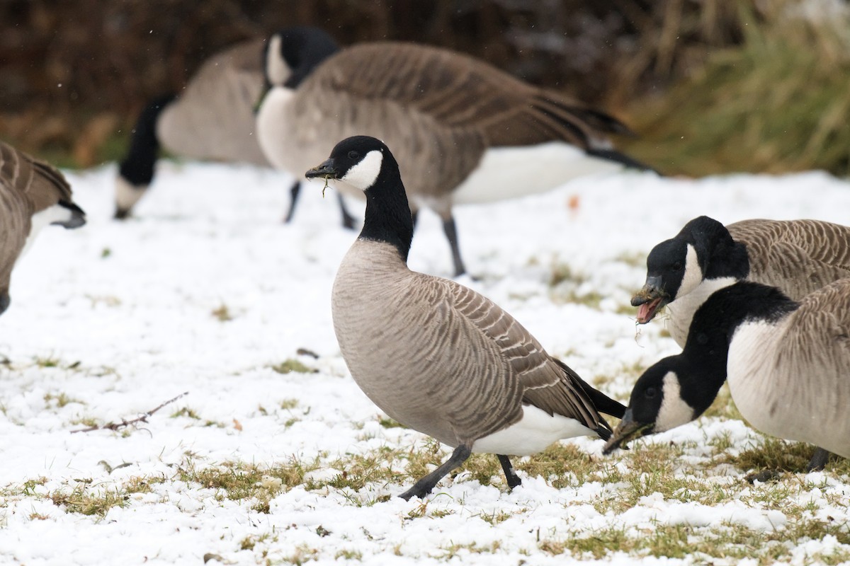 小加拿大雁 - ML646941123