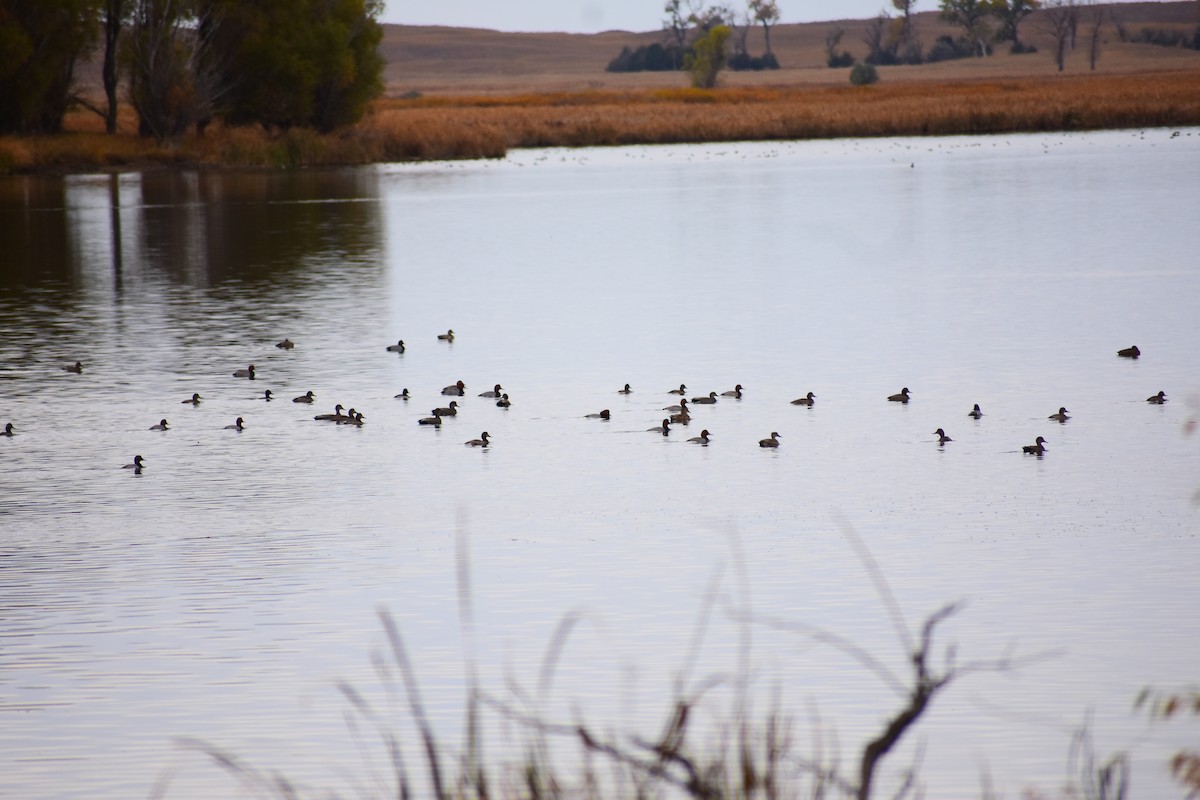 Canvasback - ML646941124