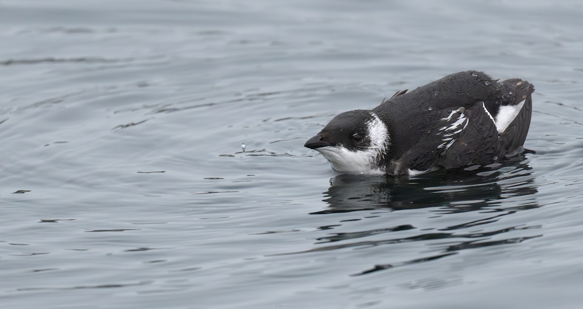 Dovekie - ML646941126