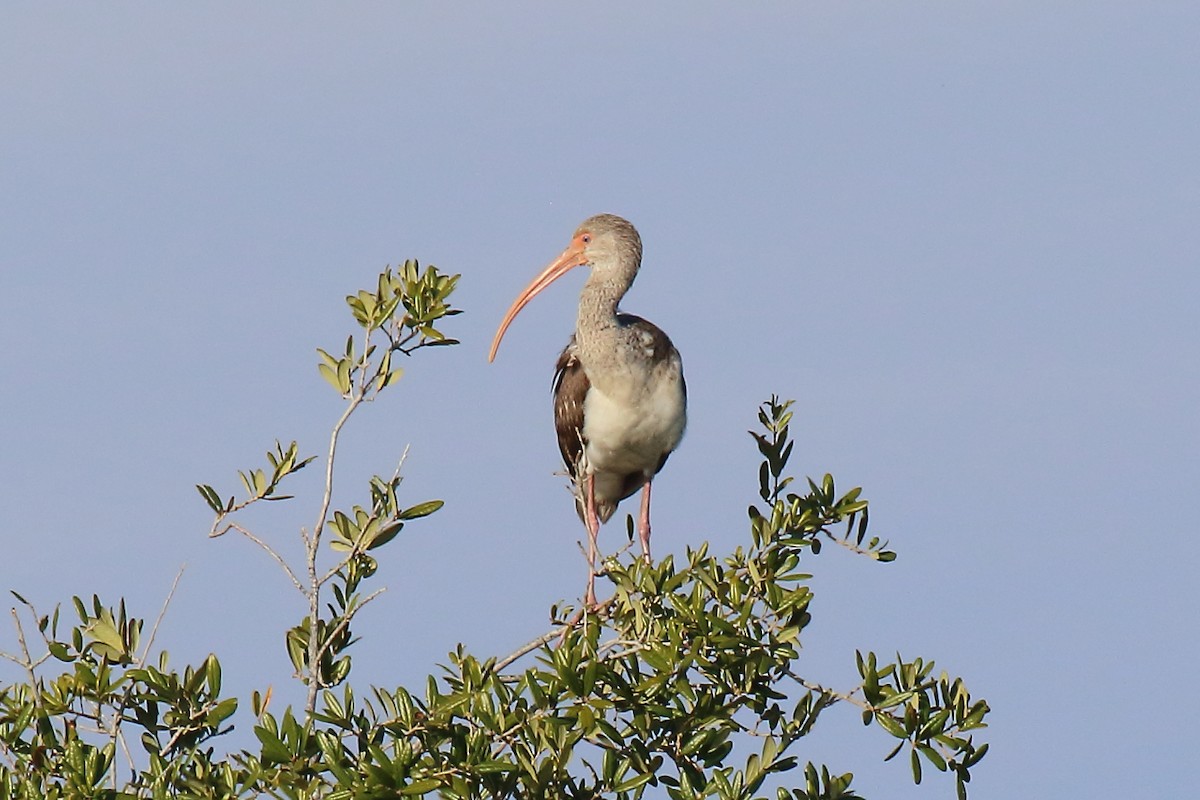 White Ibis - ML646941128
