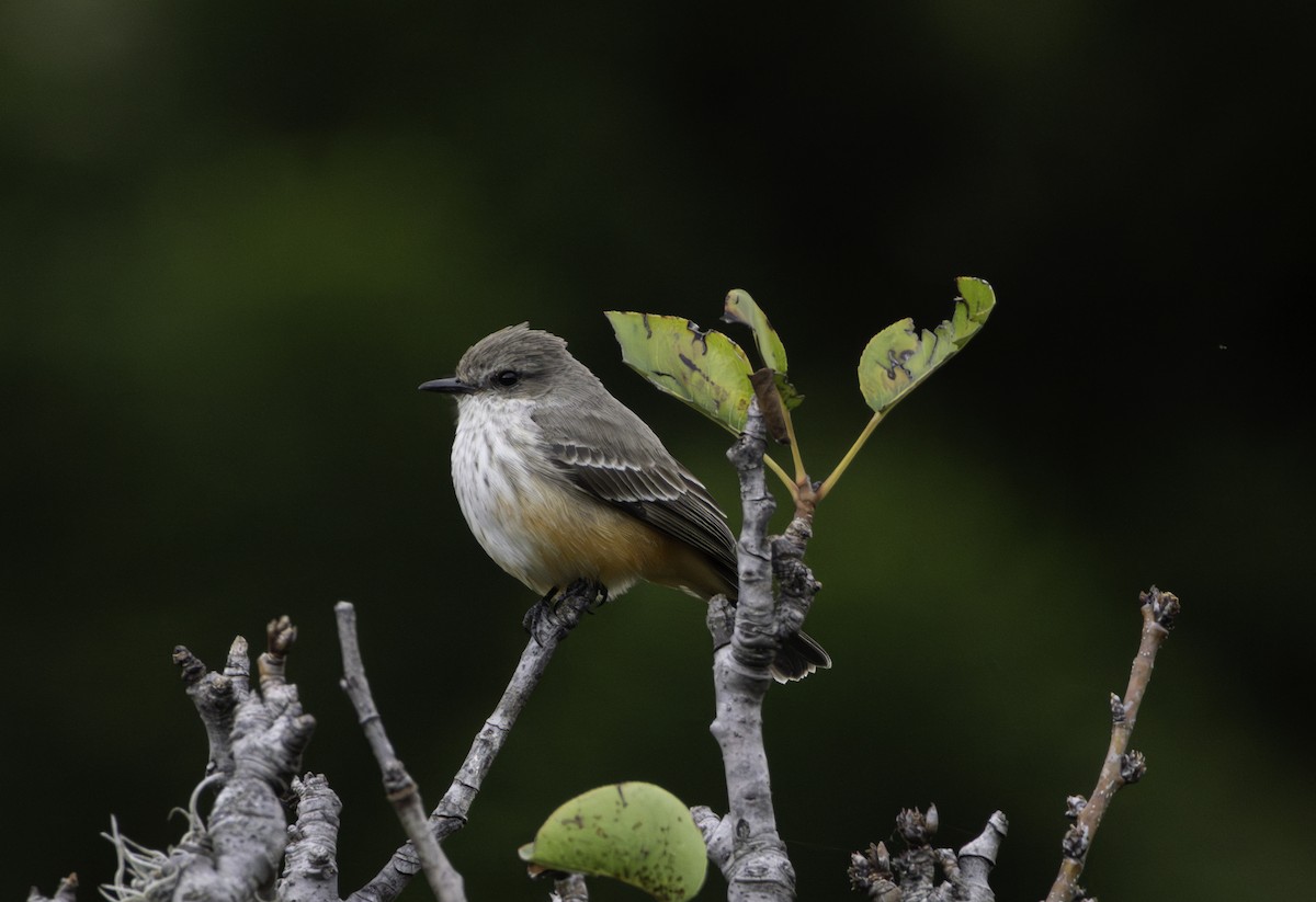 Vermilion Flycatcher - ML646941130