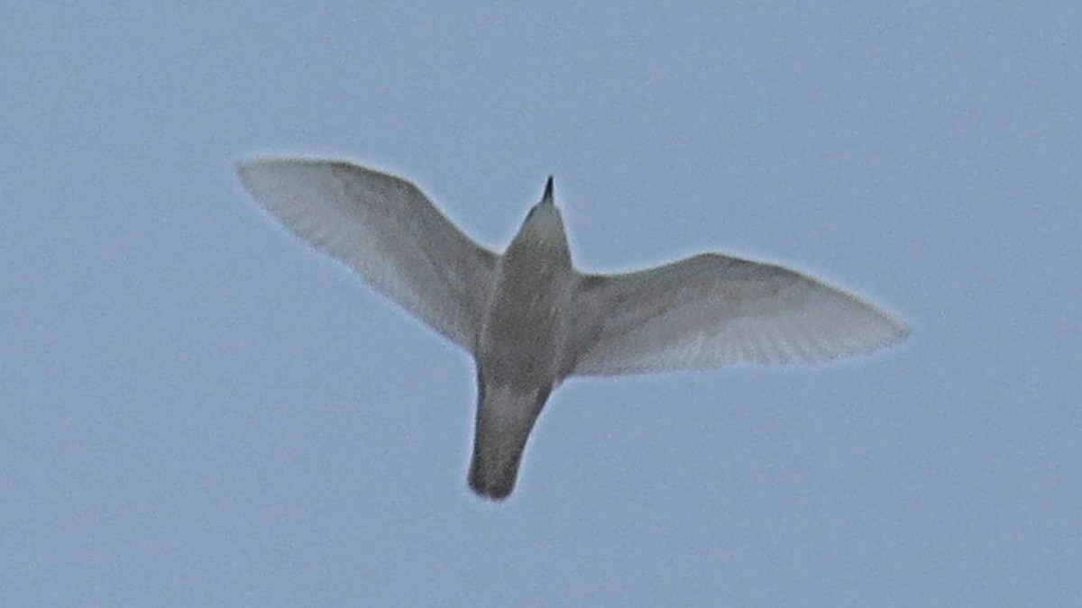 racek polární - ML646941135