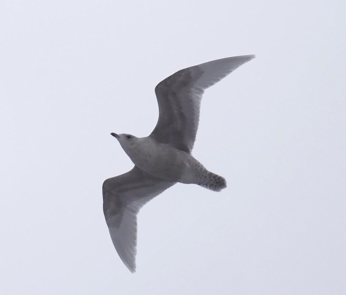 Polarmöwe (Kumlienmöwe) - ML646941136