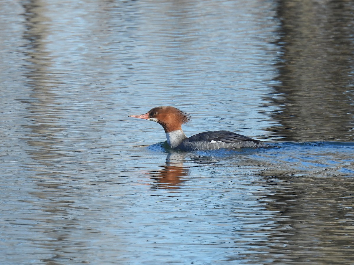 カワアイサ - ML646941139