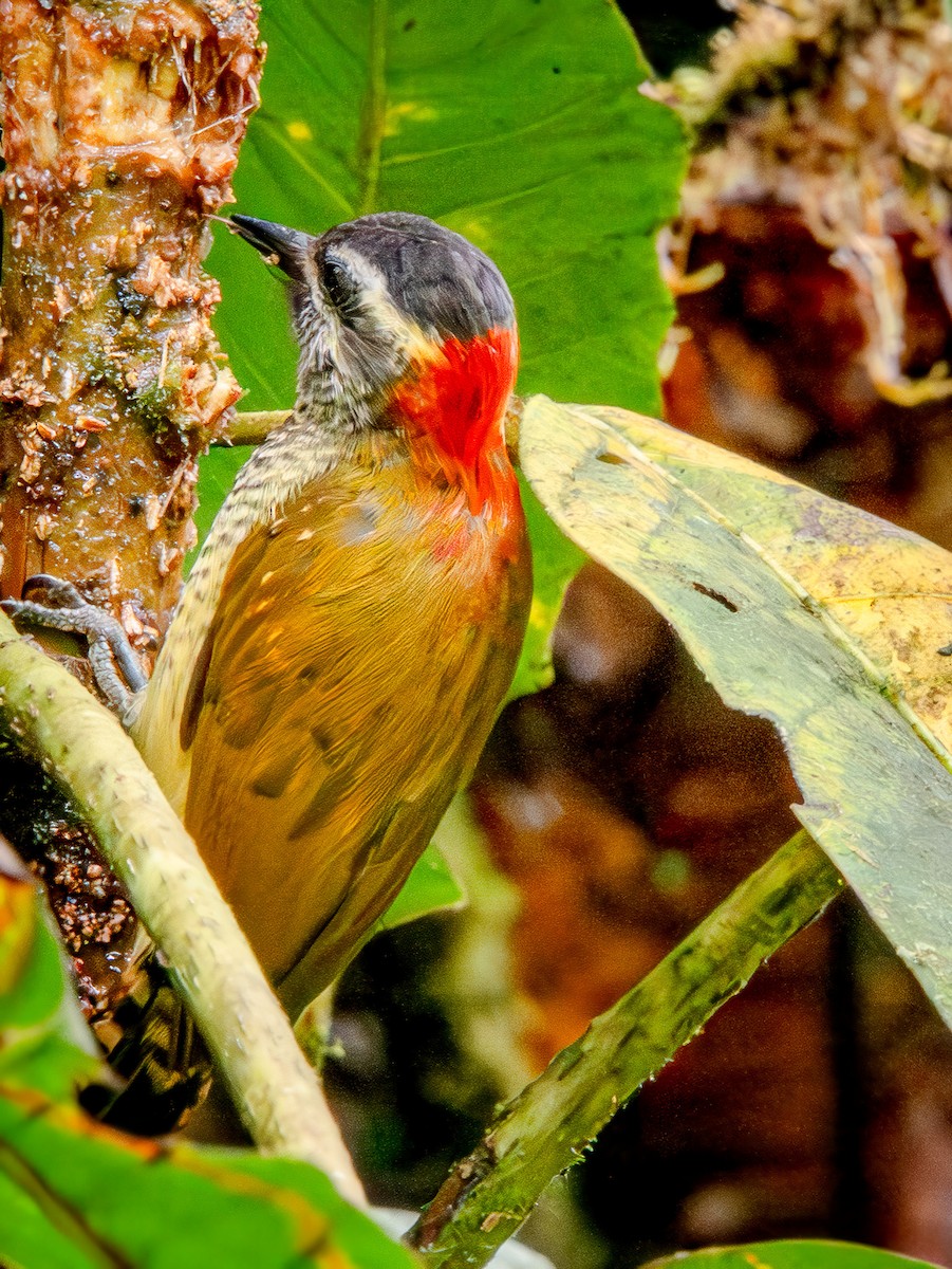 Yellow-vented Woodpecker - ML646941140