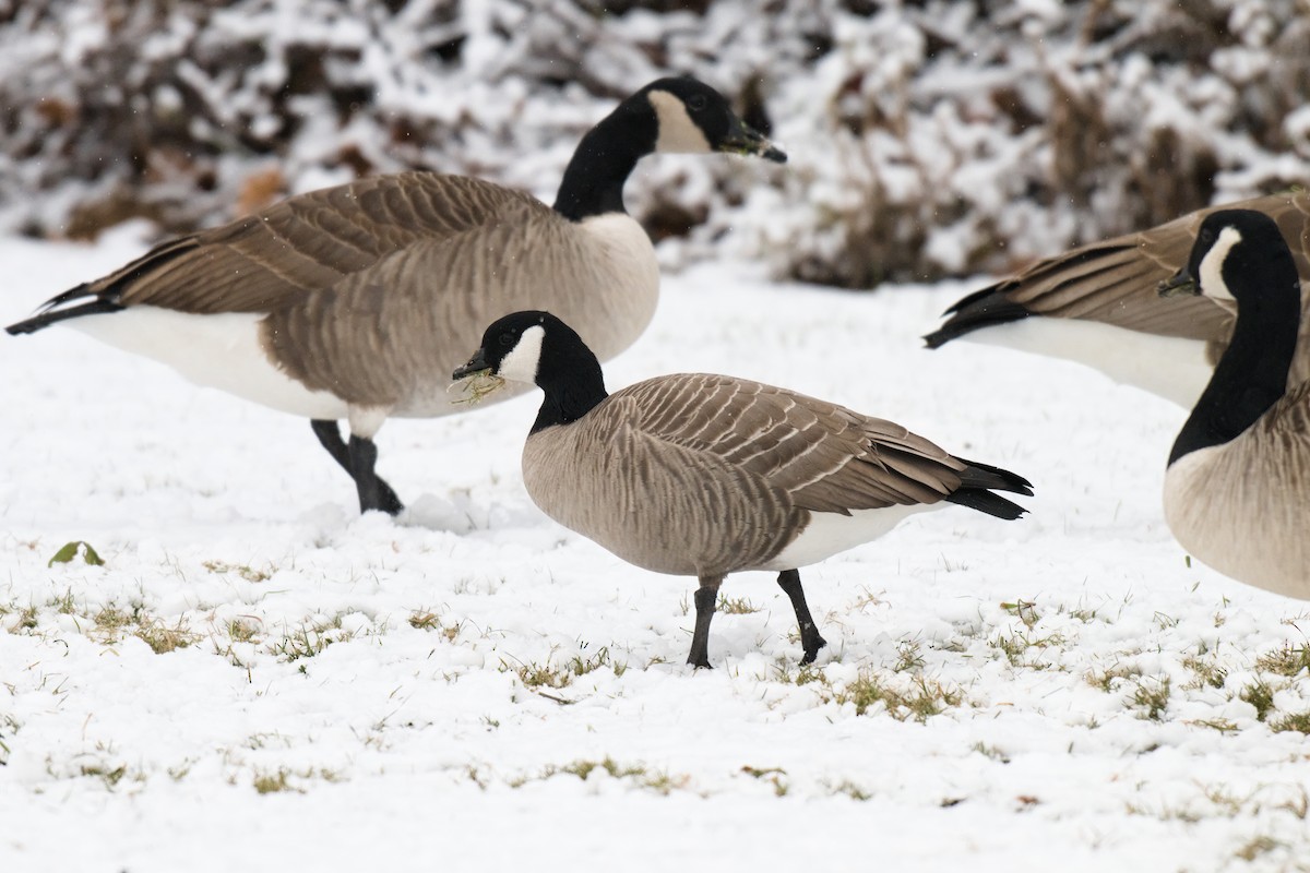 小加拿大雁 - ML646941141