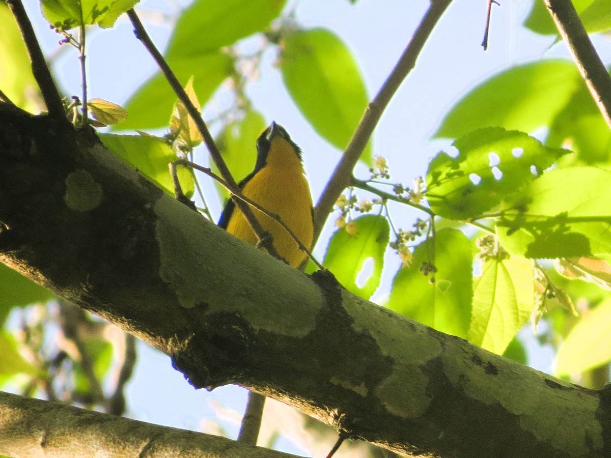 Толстоклювая эуфония - ML646941142