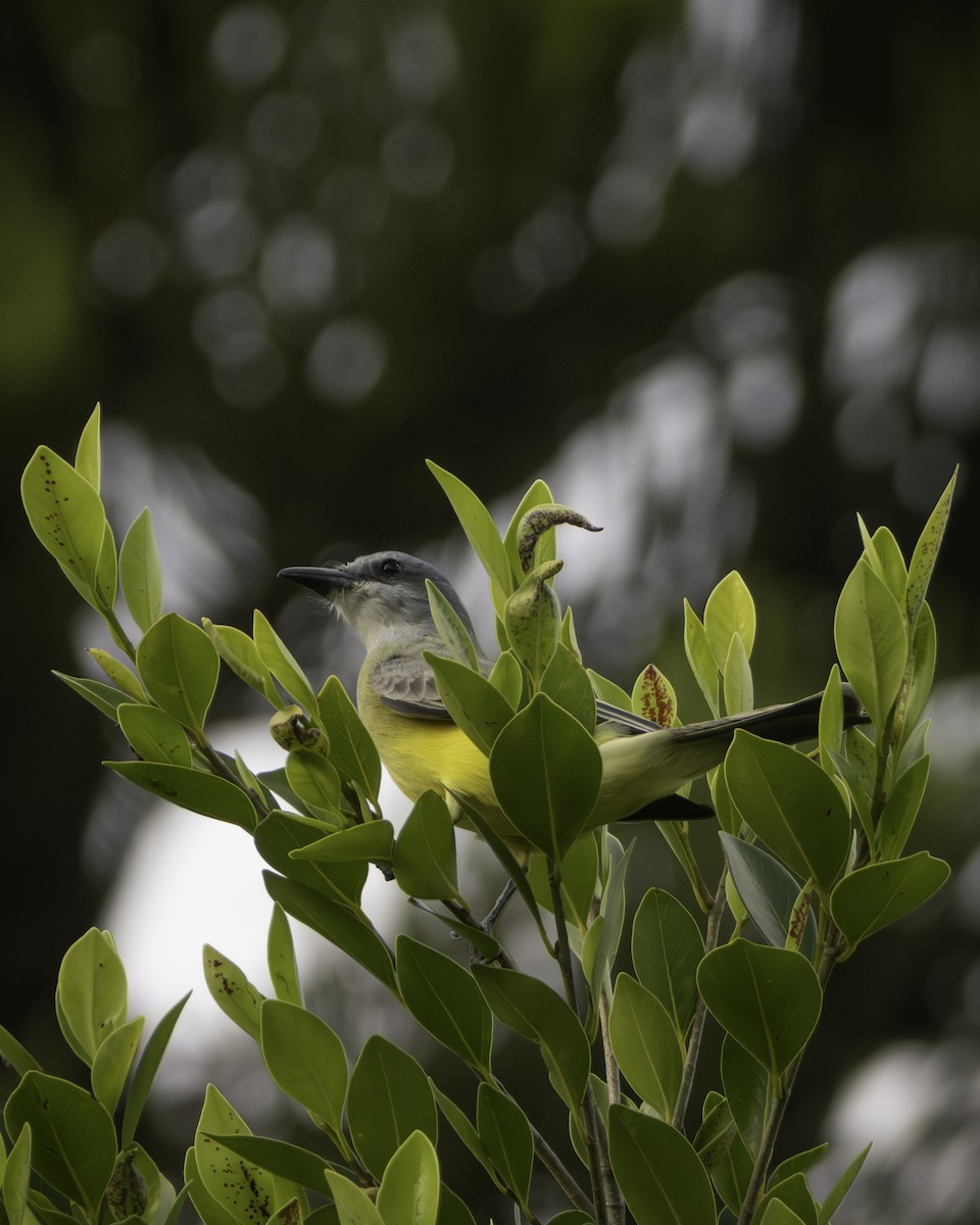 Tropical Kingbird - ML646941143