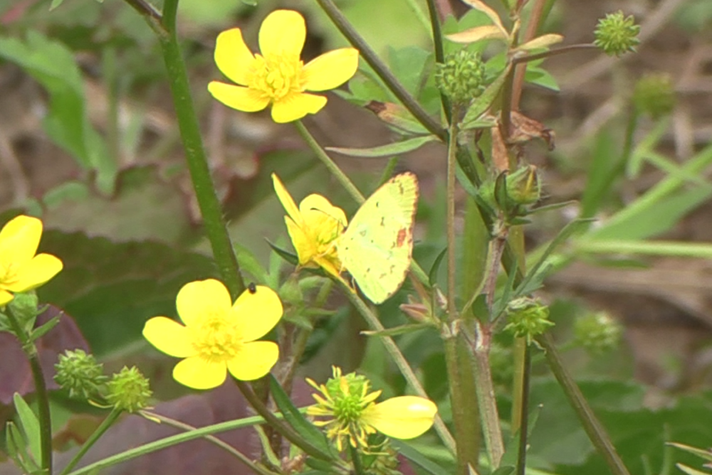 Little Yellow - ML646941148