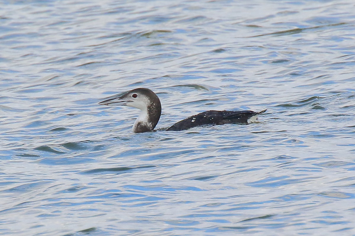 ハシグロアビ - ML646941150