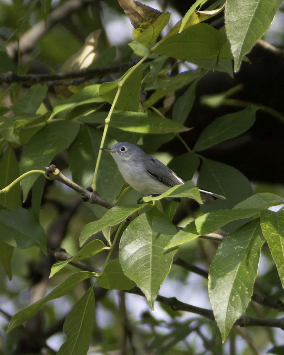 Perlita Grisilla - ML646941151