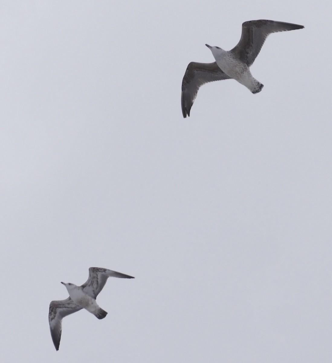 Mantelmöwe - ML646941152