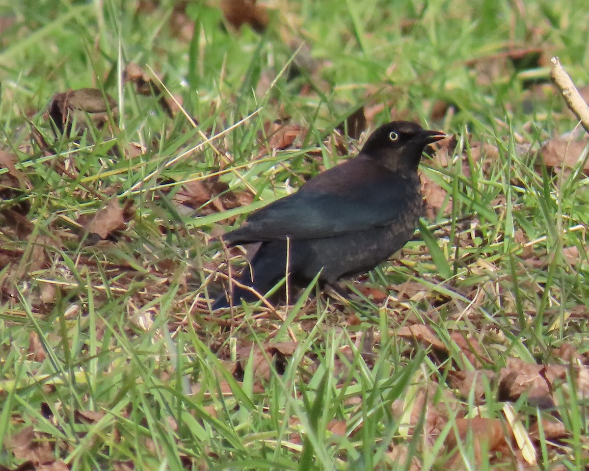 Rusty Blackbird - ML646941153