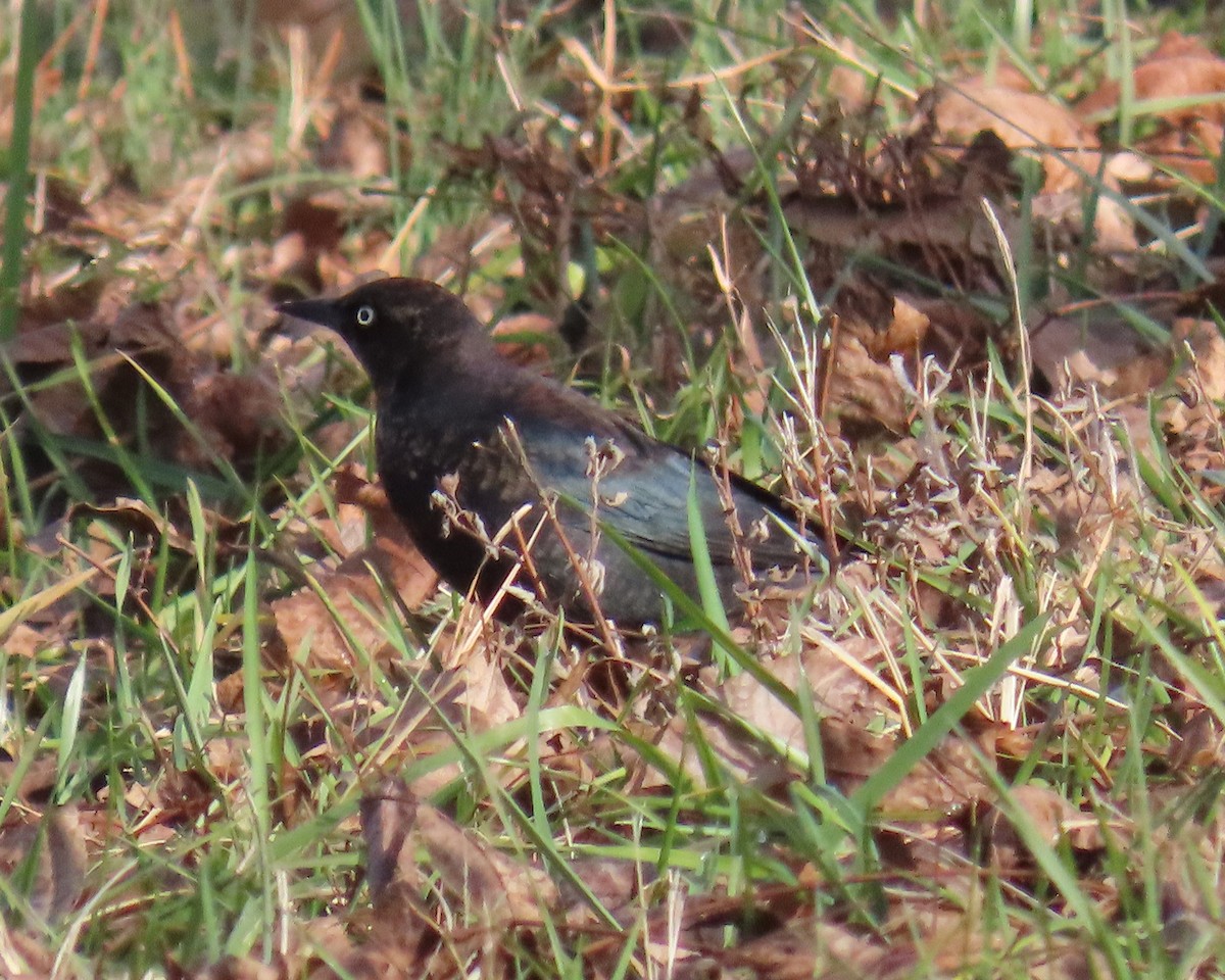 Rusty Blackbird - ML646941154