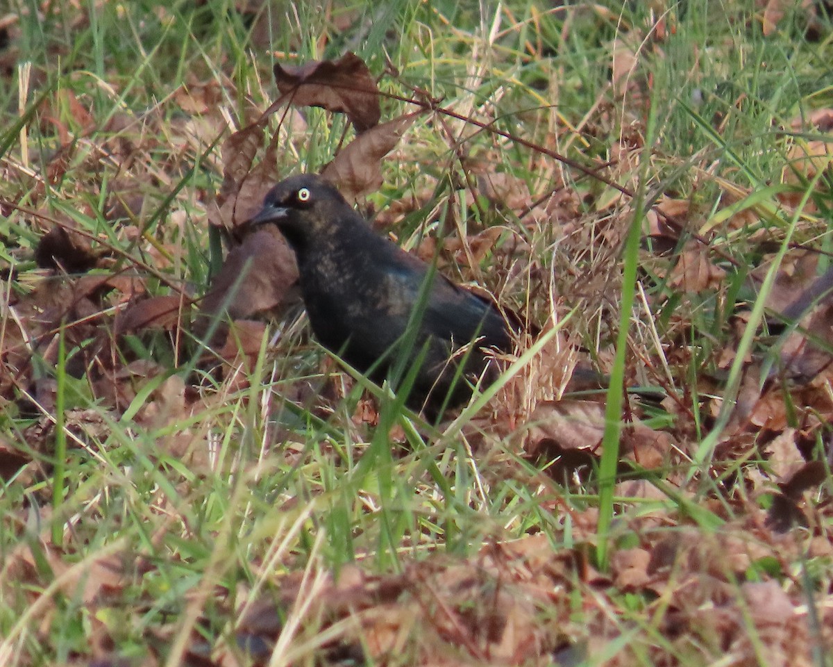 Rusty Blackbird - ML646941155