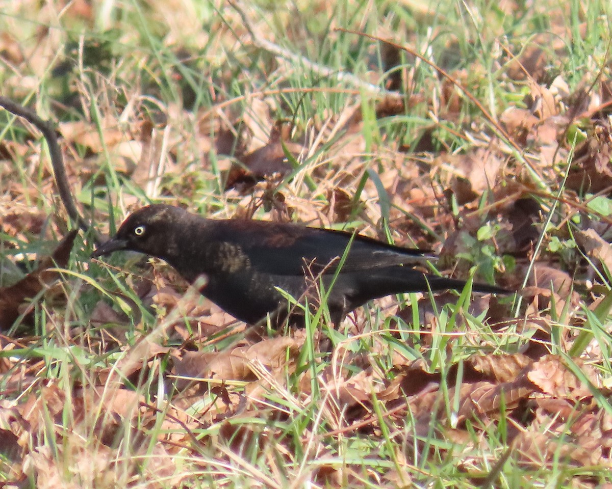 Rusty Blackbird - ML646941156