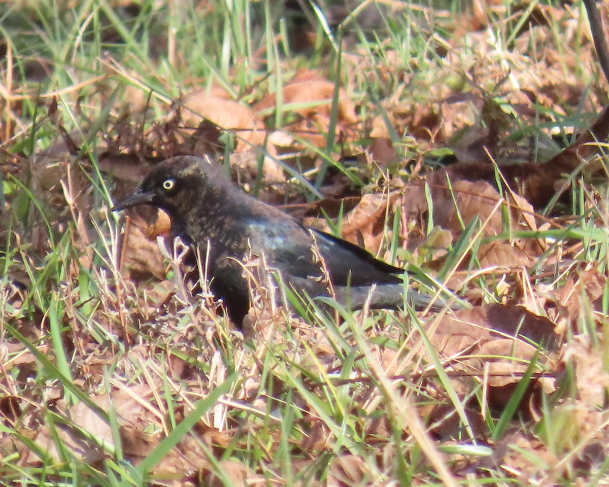 Rusty Blackbird - ML646941157