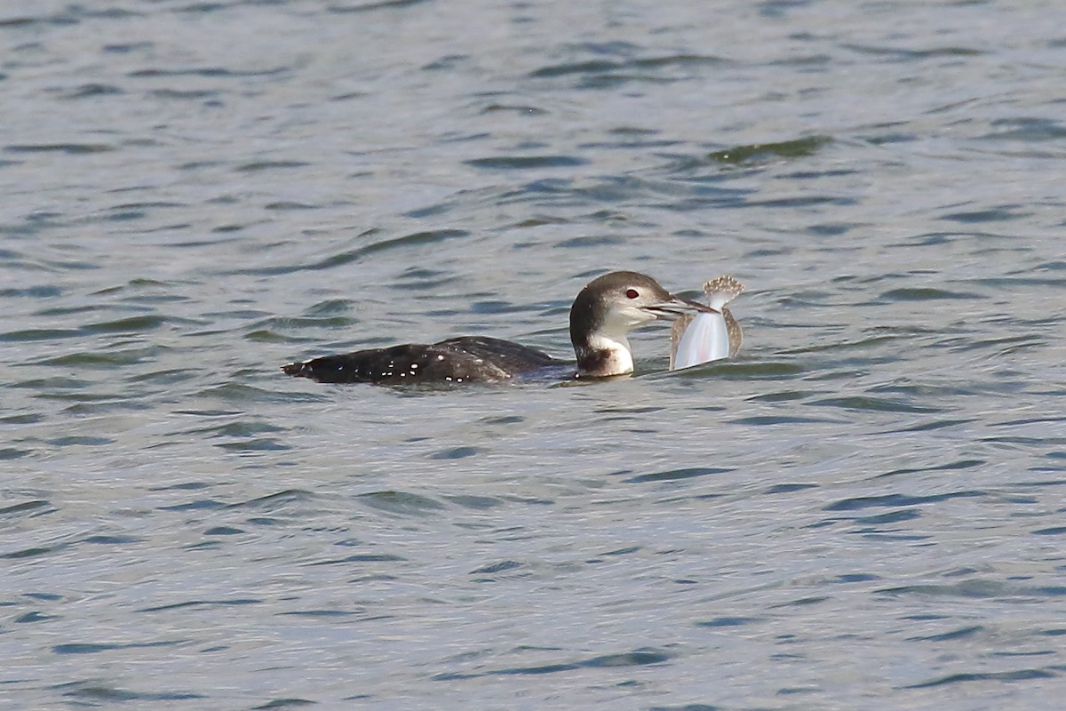 ハシグロアビ - ML646941163