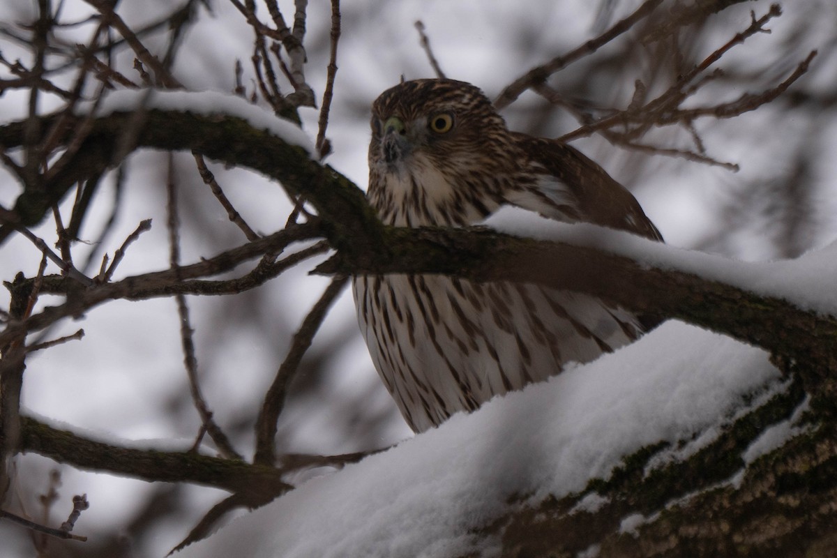 Gavilán de Cooper - ML646941168