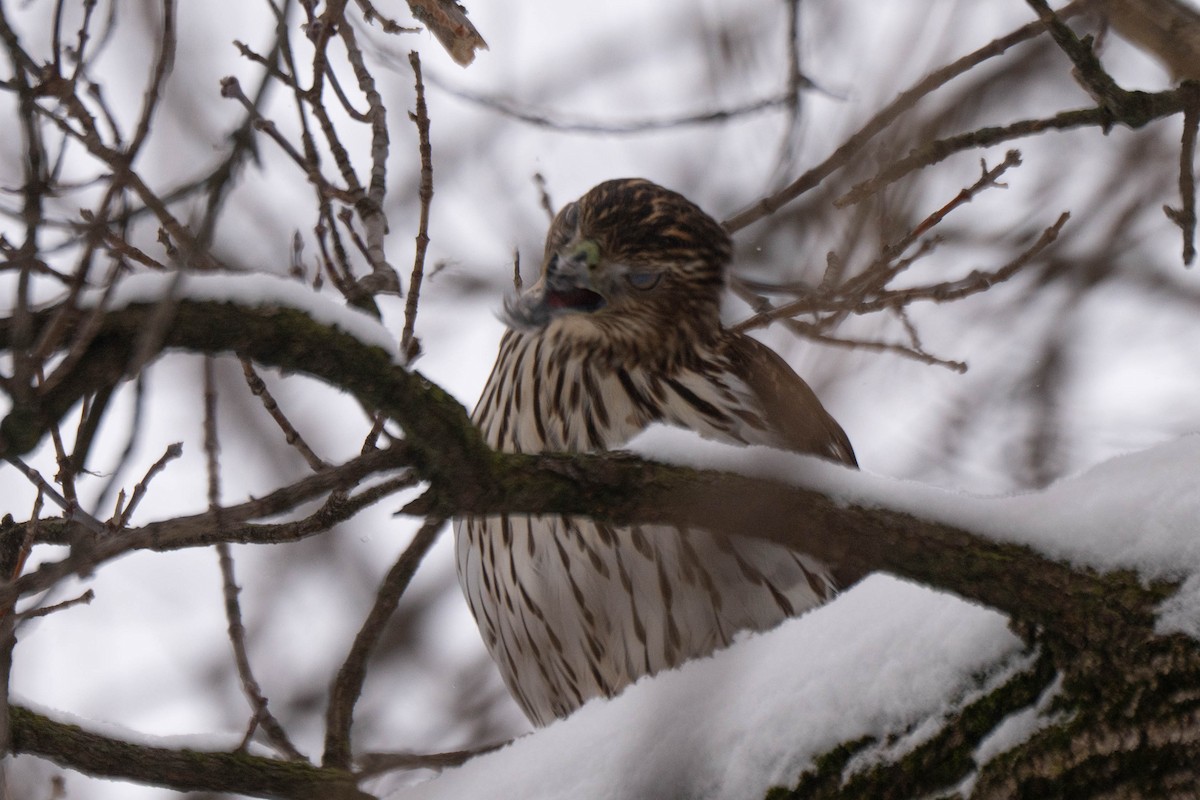 Cooper's Hawk - ML646941169
